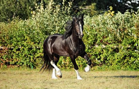 15 Most Beautiful Horse Breeds In The World With Pictures Pet Care