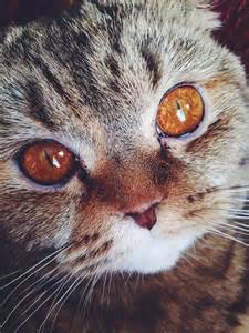 Pin By Ieva Laucina On Love Cats Pinterest