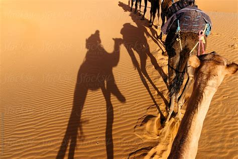 Camel Caravan In The Sahara Desert Del Colaborador De Stocksy Vero Stocksy