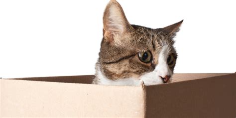 Moving With Your Cat Meow Foundation