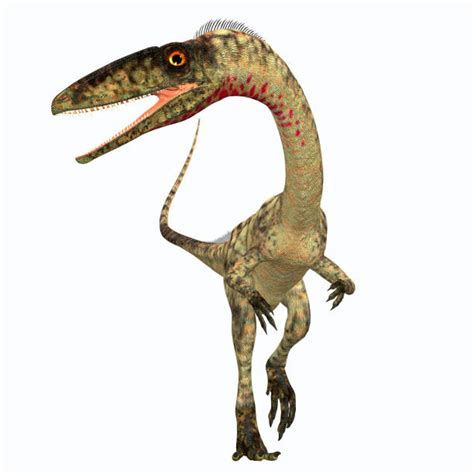 Coelophysis was a bipedal saurischian dinosaur. Best Coelophysis Stock Photos, Pictures & Royalty-Free ...