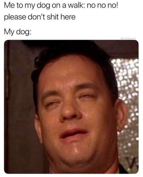 55 Memes For Your Daily Dose Of Comedy Funny Dog Memes Funny Memes