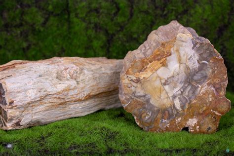 Petrified Wood Meanings And Crystal Properties The Crystal Council