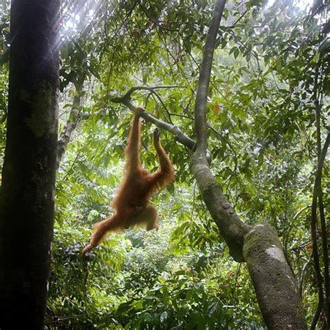 BBC Two Wonders Of The Monsoon To Catch An Orangutan Vulnerable