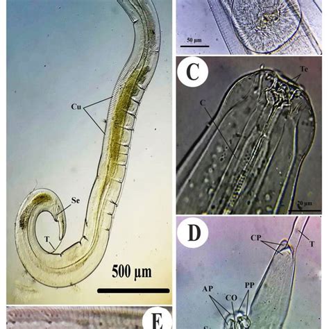 Light Photomicrographs Of The Male Of Passalurus Ambiguus Isolated From