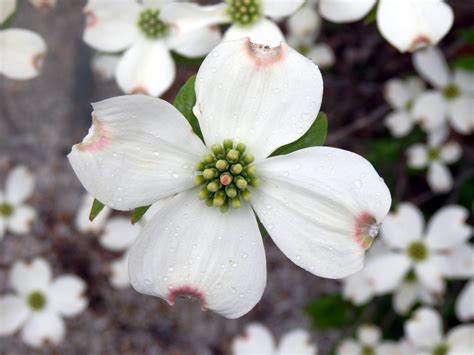 Spring Dogwood In Bloom Birds And Blooms