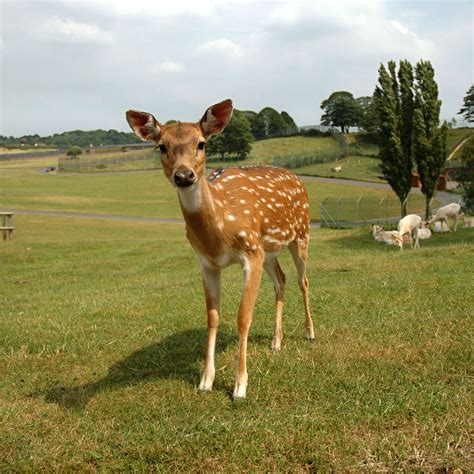 Fileformosan Sika Deer Wikipedia