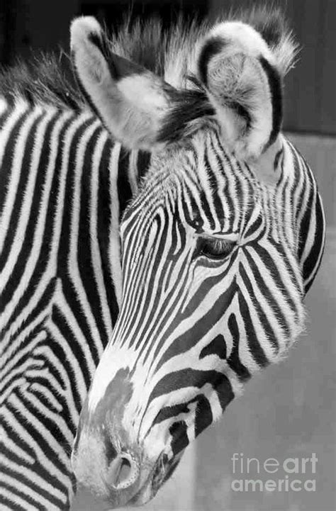 Zebra Black And White Photograph By David Warner Pixels