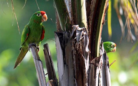 Crimson Fronted Parakeets Retired In Costa Rica
