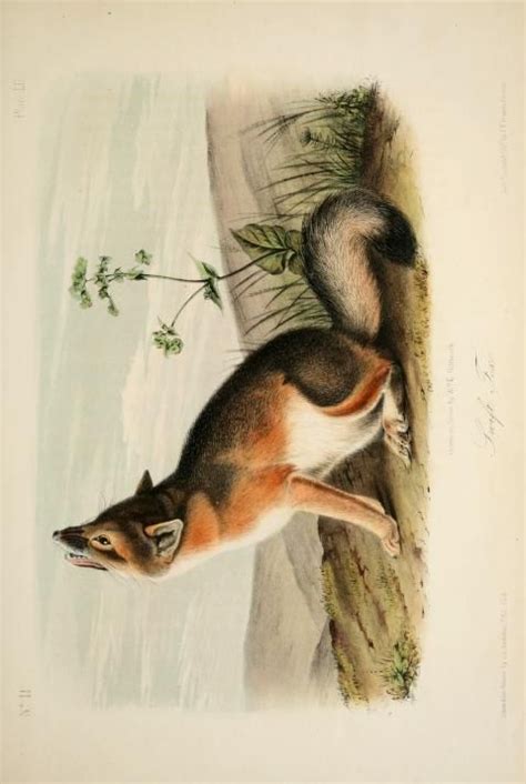 Swift Fox The Quadrupeds Of North America John James Audubon Vol Ii
