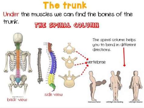 Related posts of anatomy of the female trunk. The human trunk - YouTube