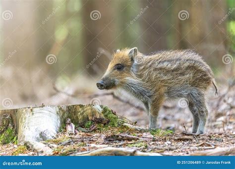 Young Wild Boar Is Posing In The Forest Stock Image Image Of Brown