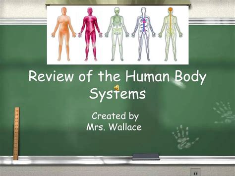 Ppt Review Of The Human Body Systems Powerpoint Presentation Free