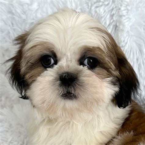 Shih Tzu Puppies For Sale In Southern Florida From Heavenly Puppies