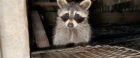 When Do Raccoons Hibernate Find Out Here All Animals Guide