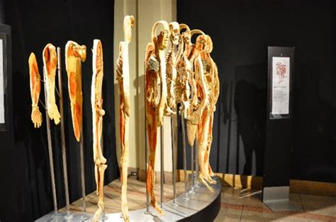 Body Worlds 2 Opening Tomorrow At The Franklin Institute