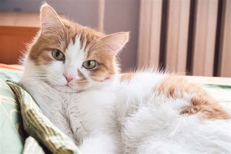 Learn more about loud breathing causes and symptoms at breathing.com. Fluid in the Lungs in Cats - Symptoms, Causes, Diagnosis ...