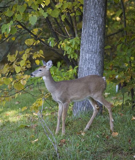 Seasonal And Deer Resistant Landscaping Tips Tompkins County Ny