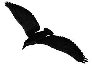 Raven Flying Png Pic Png Mart