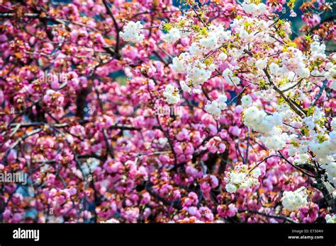 Cherry Blossom In Arashiyama Kyoto Japan Japanese View Stock Photo