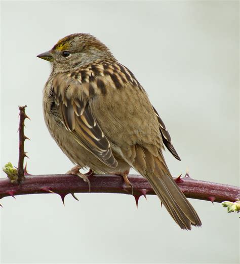 Golden Crowned Sparrow Golden Crowned Sparrow Zonotrichia Flickr