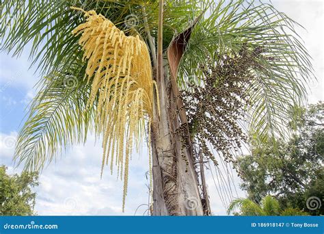 Seed Pods Of A Queen Palm Tree Stock Image Image Of Palm Natural