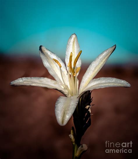 Desert Lily Photograph By Robert Bales Fine Art America