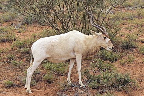 Addax Addax Nasomaculatus Female Mammals From Morocco Fr Flickr