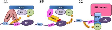 The Three E3 Ubiquitin Ligases For Nrf2 Download Scientific Diagram