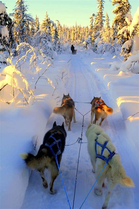 Four Dogs Are Walking In The Snow With Their Leashes Attached To Each