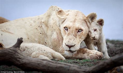 First Ever Photos Of Newborn White Lions In The Wild So Rare There