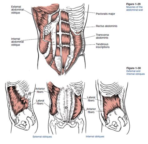 Core Anatomy Learn About Core Muscles Ace Blog