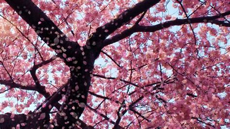 Cherry Blossom Animated  ~ Blossom Cherry Wallpaper Live Wallpapers