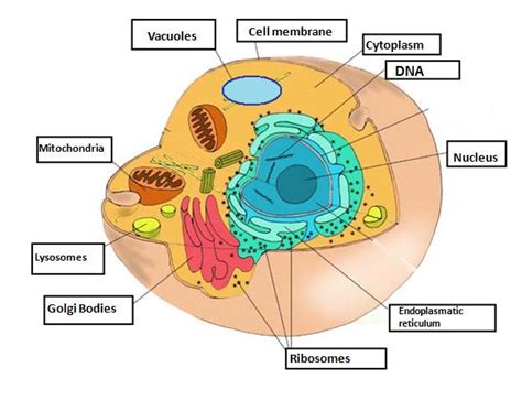 The plant cell can also be larger than the animal cell. Cell structures | SCIENCE