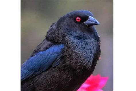 18 Black Birds With Red Eyes Names And Images