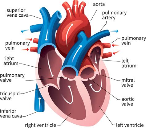 Basic Anatomy Of The Human Heart Cardiology Associates Of Michigan