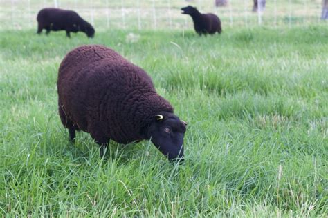 14 Long Haired Sheep Breeds A To Z List With Pictures Fauna Facts