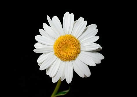 Daisies The Perfect Flowers For Any Occasion Avas Flowers