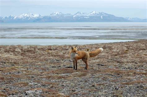 Triumphs From Alaska Defenders Of Wildlife