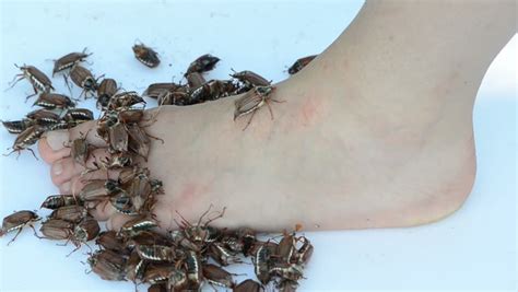 Women Do Not Stand Bugs Crawling On Her Bare Feet And Slaps The Bugs