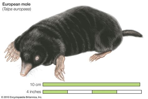 Moles Animal