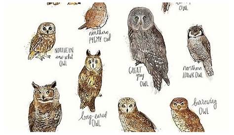 great horned owl age chart