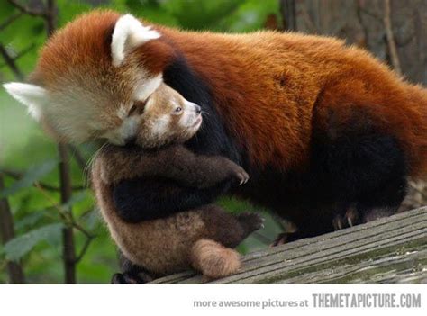Baby Red Panda Hug Cute Animals Baby Animals Panda Hug