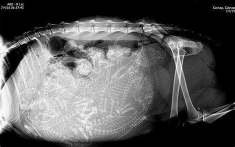 23 X Rays Of Pregnant Animal Bellies That We Cant Decide Are Cute Or