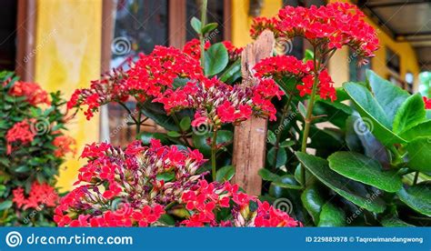 Beautiful Red Flowers Growing In A Pot In Front Of The House Stock