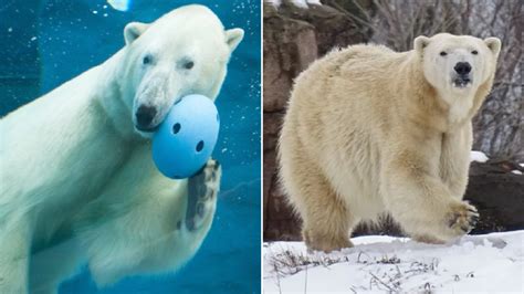 Polar Bear Kills Partner During Sex After Zoo Matchmaking