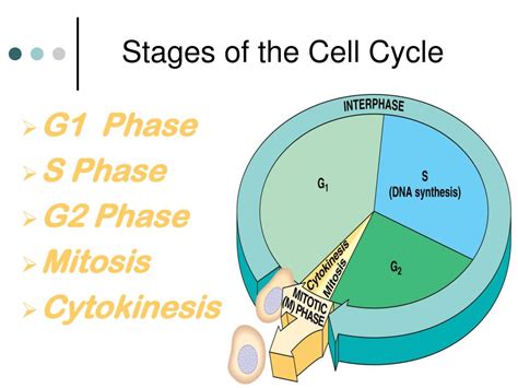 Ppt Mitosis Meiosis Powerpoint Presentation Free Download Id