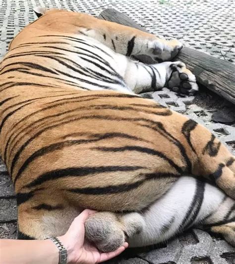 Woman Suffers Criticism After Grabbing A Tigers Testicles For A Selfie