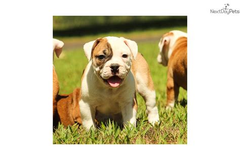 Petco dog training in birmingham, al. Pig: English Bulldog puppy for sale near Birmingham, Alabama. | dc3abca4-f901