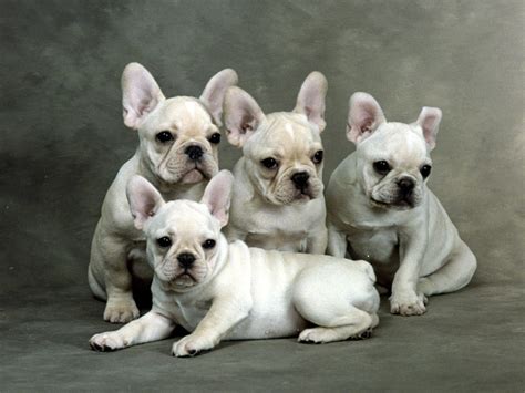 French Bulldogs French Bulldogs Easy Methods To Look After And Coach